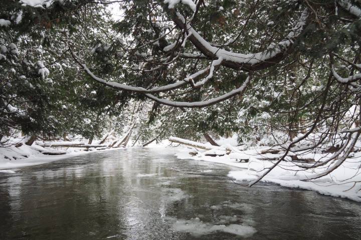 water next to a tree