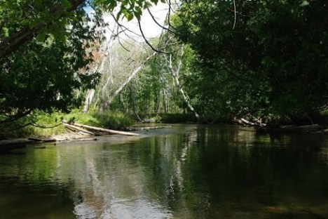 a body of water surrounded by trees