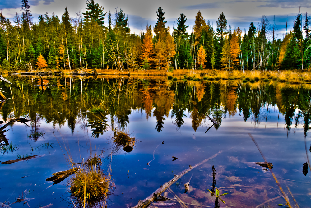 12_1_shutterstock_142838965 a large tree surrounded by a body of water